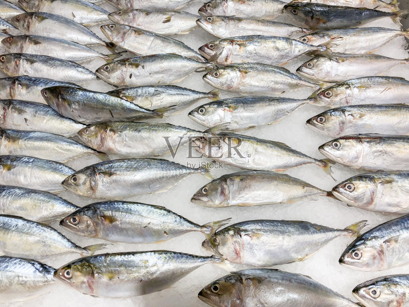 小鲭鱼或泰国的Pla也冻在冰上照片摄影图片