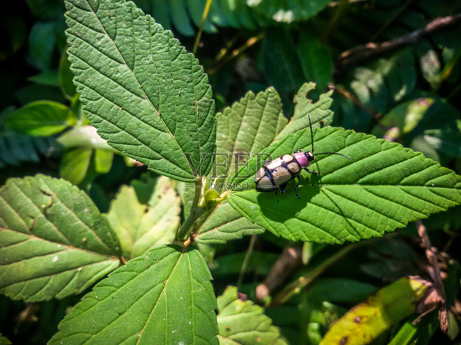 白甲虫-蒙特佛得角-米纳斯吉拉斯州照片摄影图片