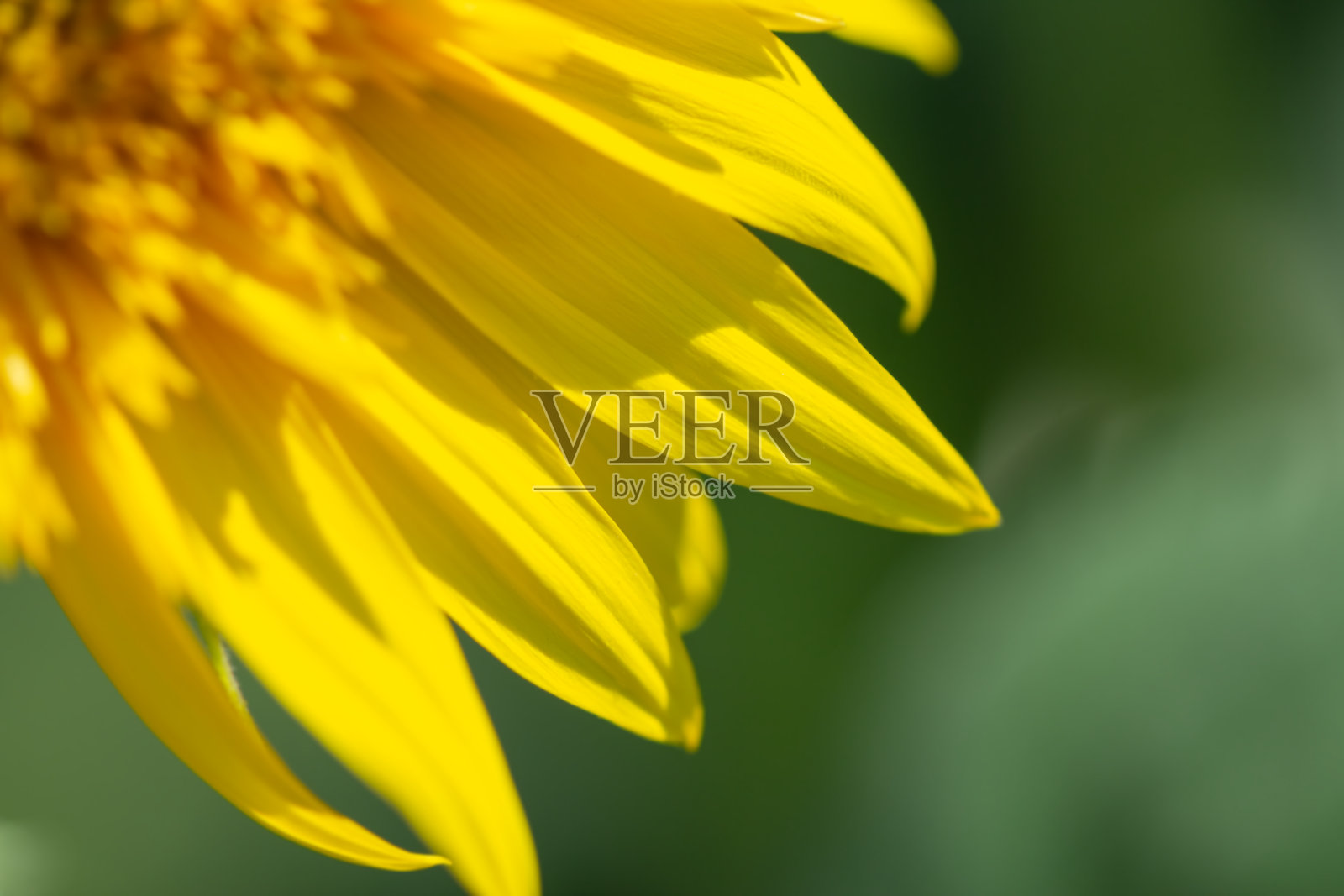 花向日葵灿烂绽放照片摄影图片