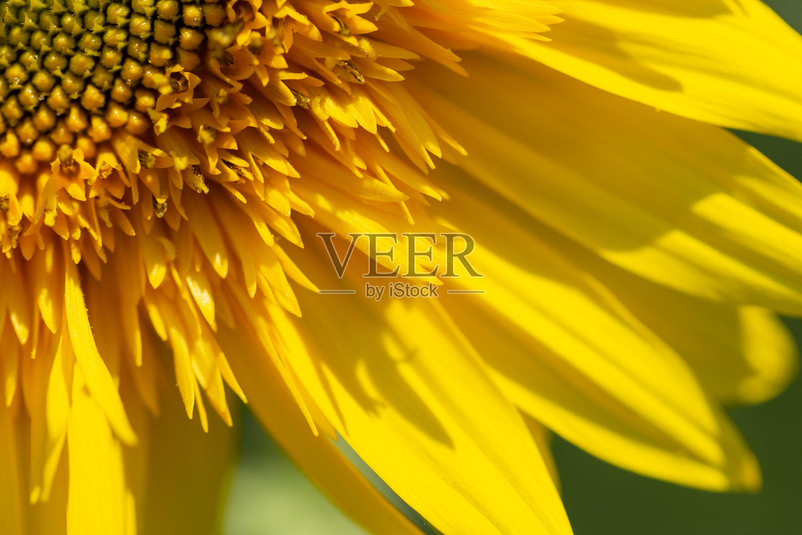 花向日葵灿烂绽放照片摄影图片