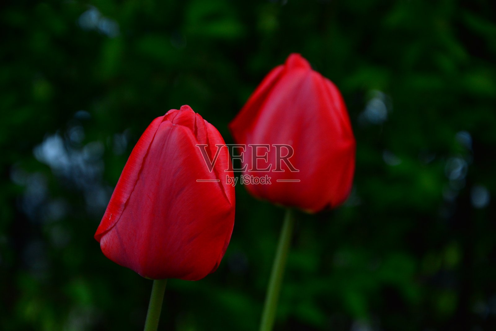 在阳光明媚的日子里，带有柔和背景的郁金香照片摄影图片