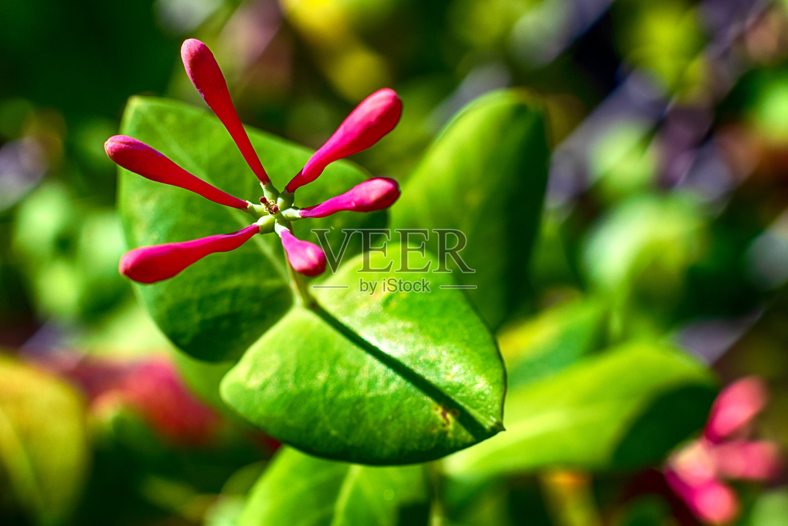 鲜艳鲜艳美丽的花朵盛开照片摄影图片