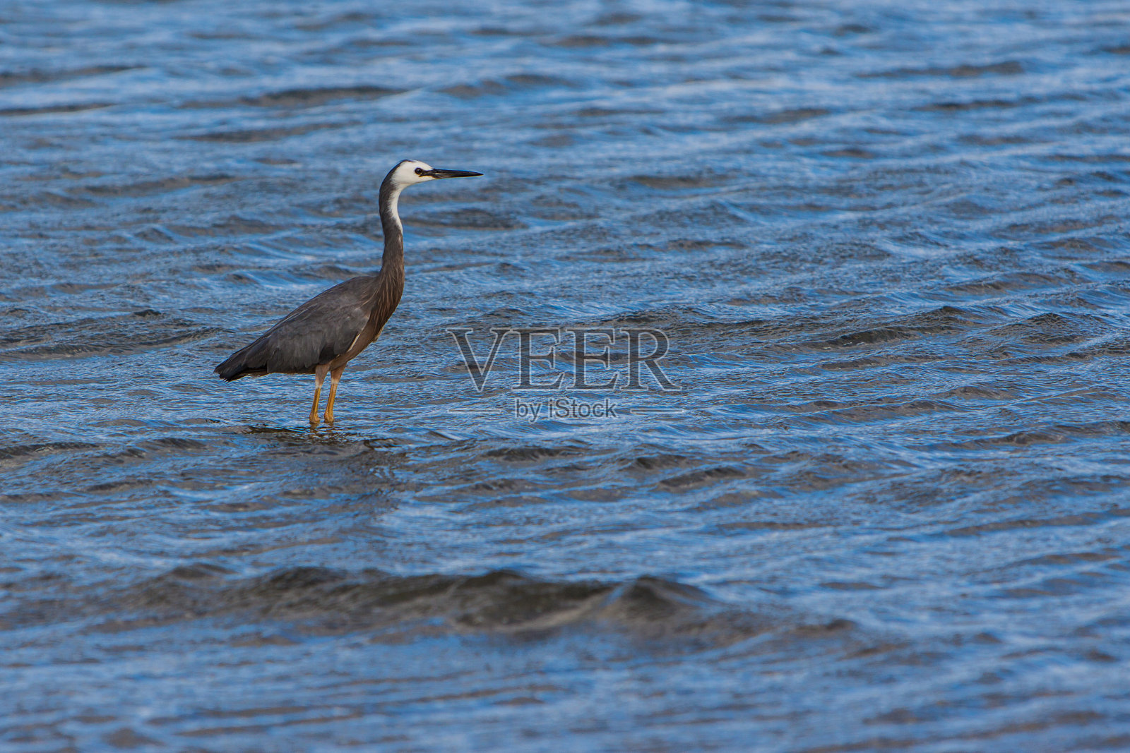 白面鹭，白鹭在蓝色的水的背景照片摄影图片