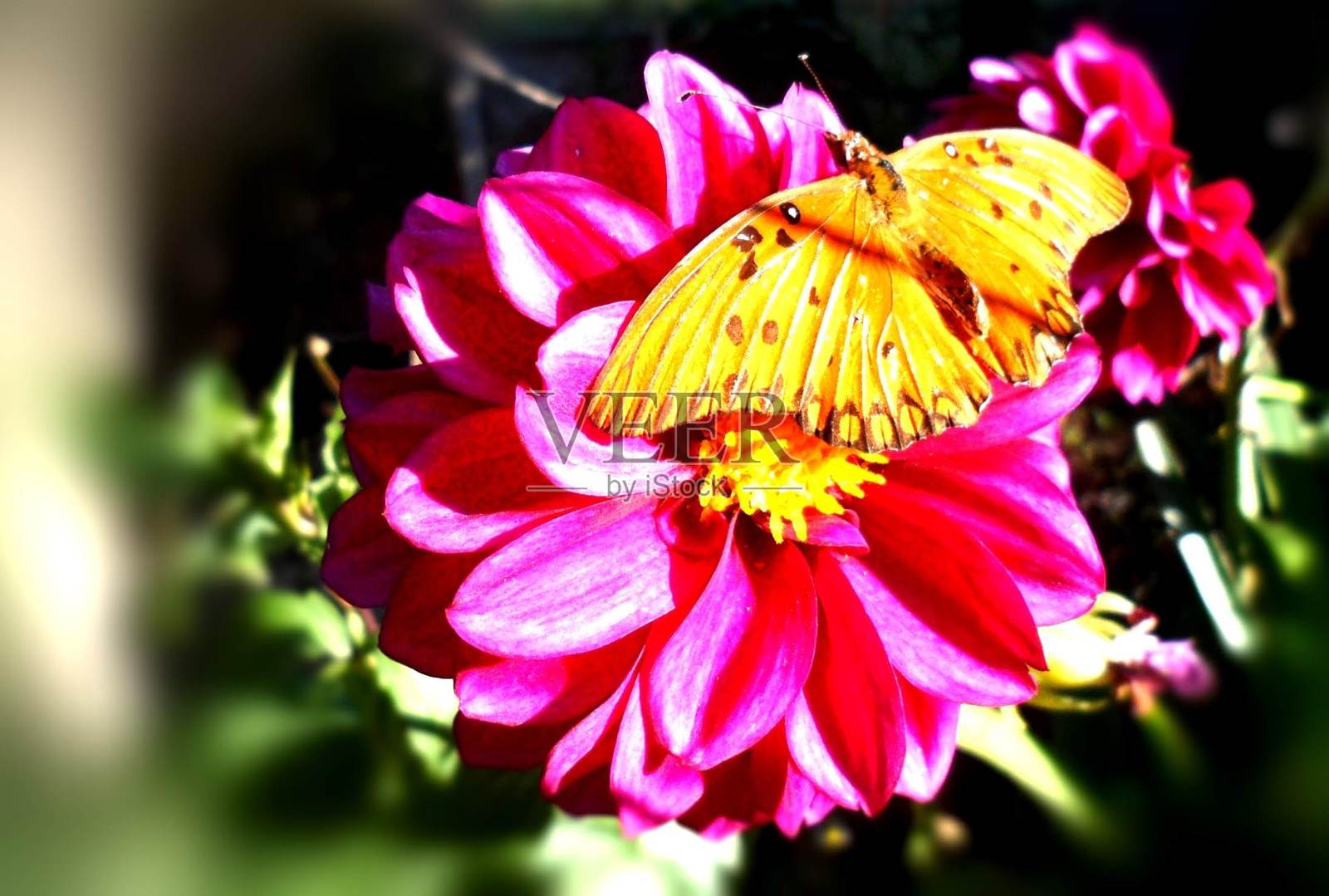 蝴蝶停在一朵花上照片摄影图片