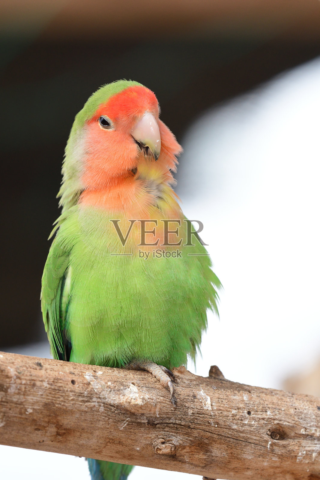 玫瑰脸情侣(agapornis rosiecolis)照片摄影图片