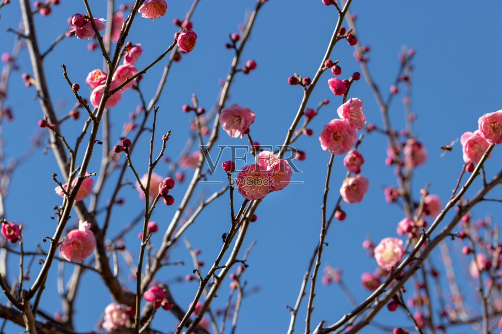 日本东京隅田市睦岛，粉红色的梅花盛开照片摄影图片