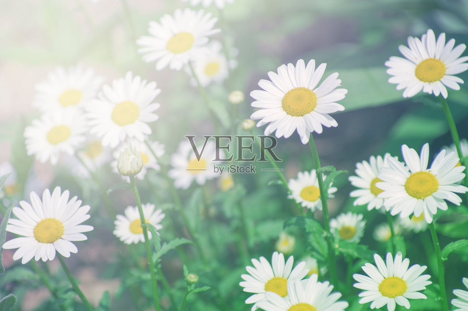 美丽的洋甘菊生长在草地上照片摄影图片