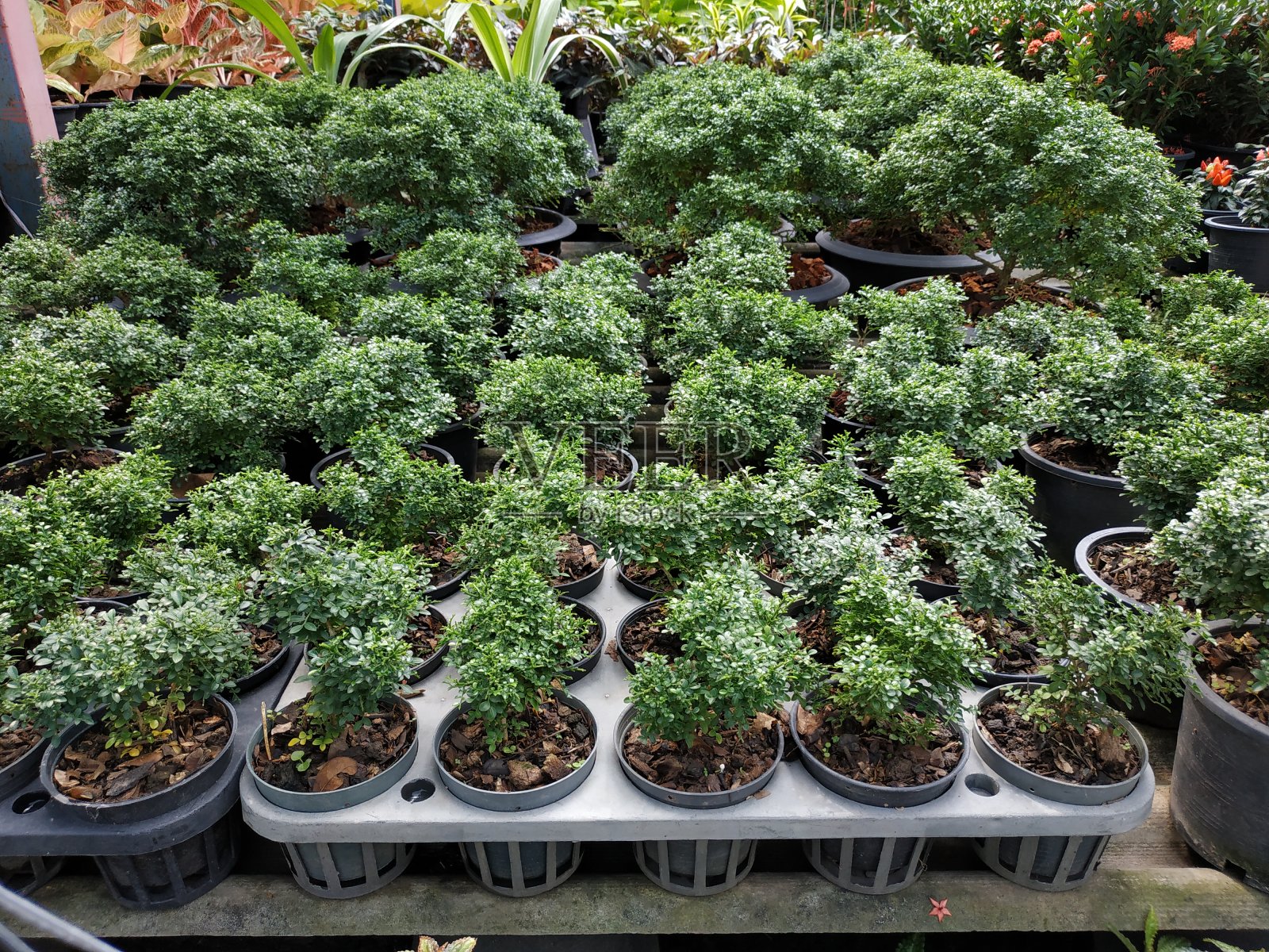 街上的树店。照片摄影图片