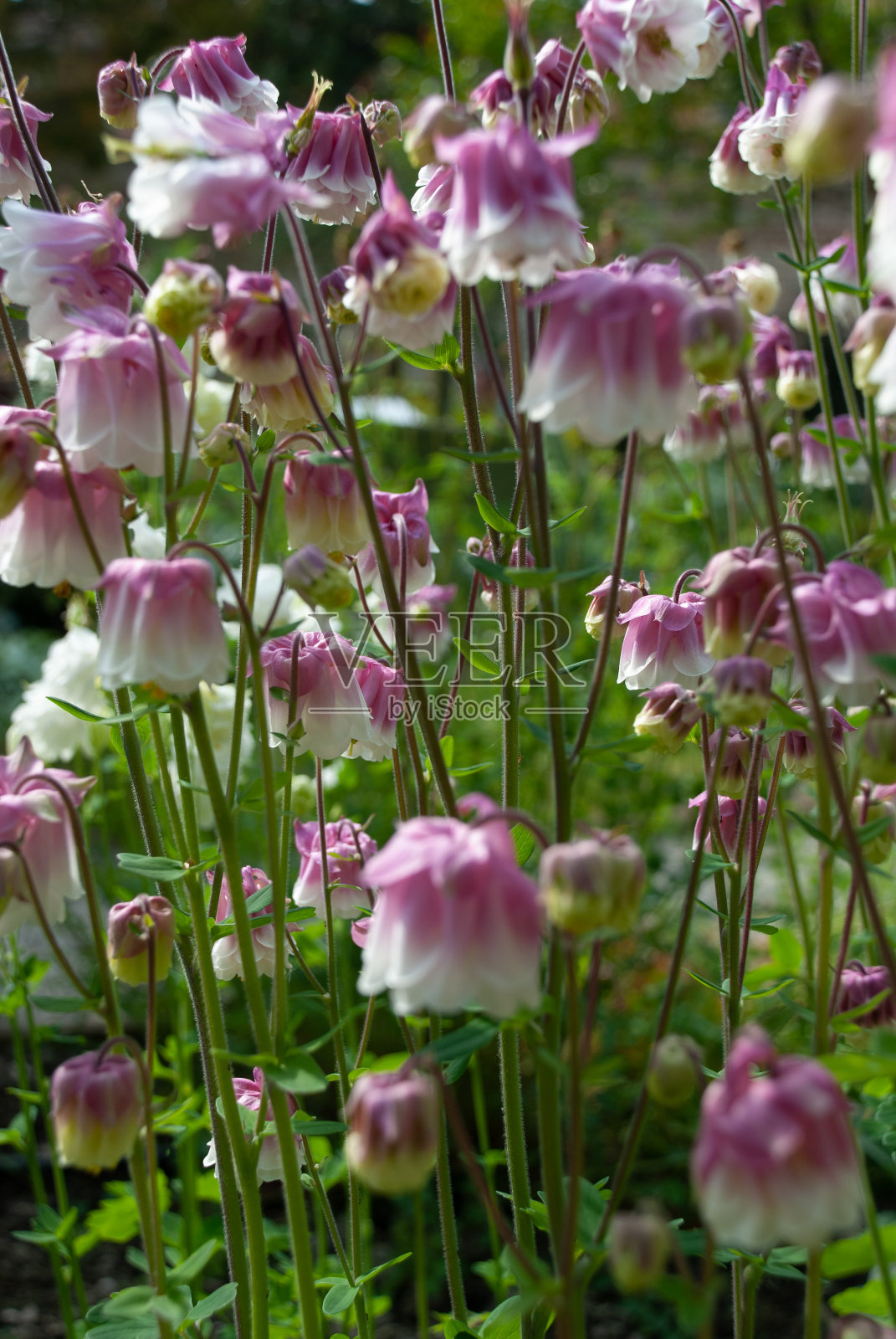 背景充满水仙花或耧斗菜裙粉红色的花照片摄影图片