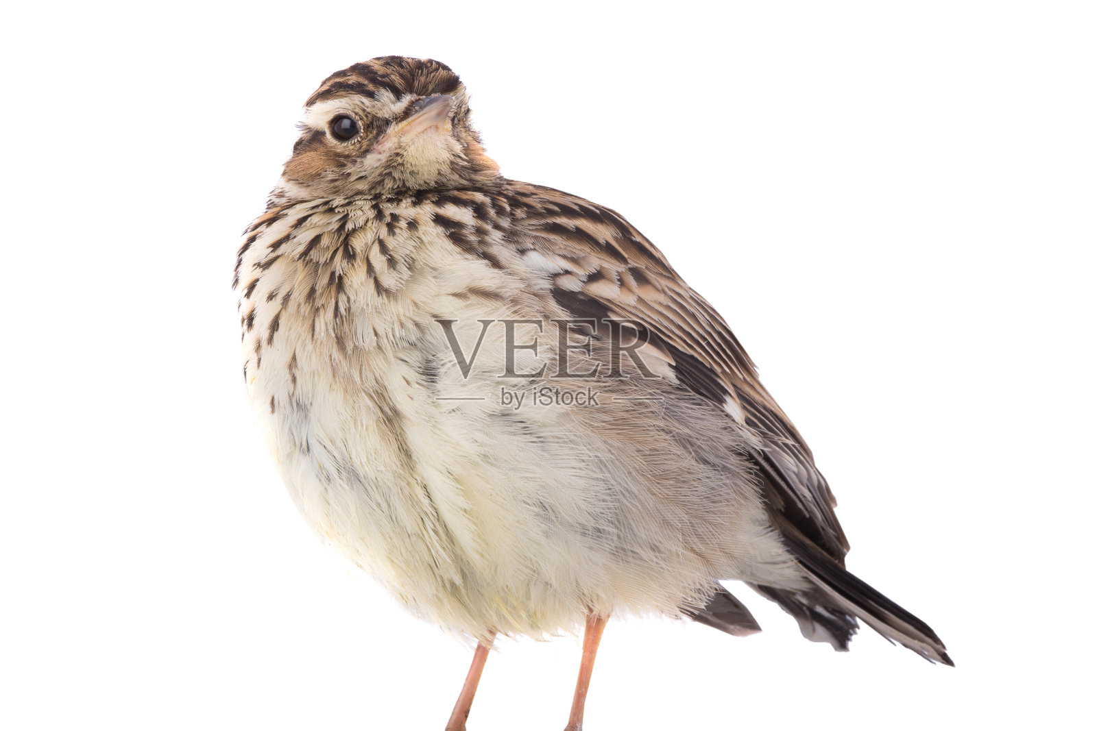 孤立在白色背景上的森林云雀照片摄影图片