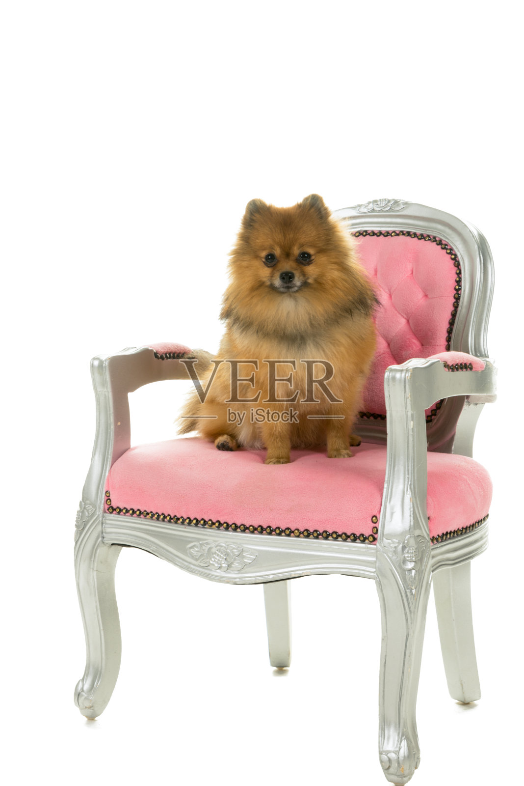 可爱的奶油色和棕色博美犬-侏儒斯皮兹狗坐在一个粉红色巴洛克式的椅子上孤立在白色的背景照片摄影图片