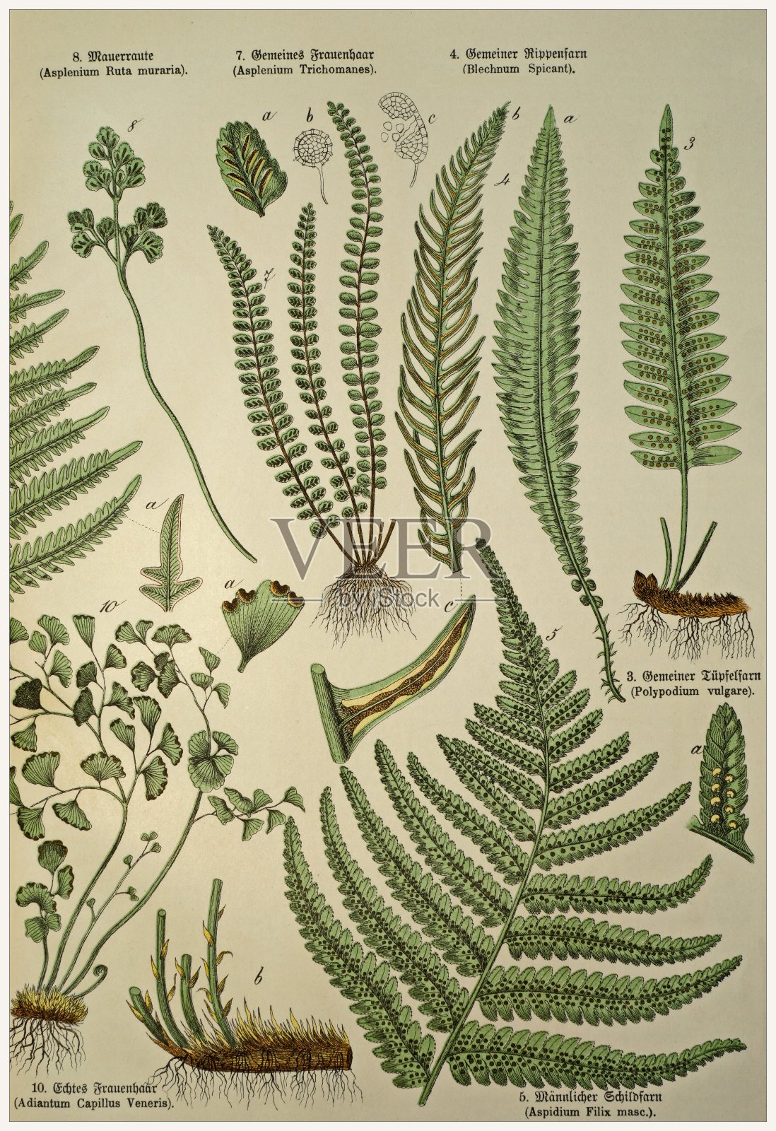 维多利亚风格的植物石版画，用拉丁文和古德语书写有相应的说明文字。1880 - 1889年,德国慕尼黑。插画图片素材