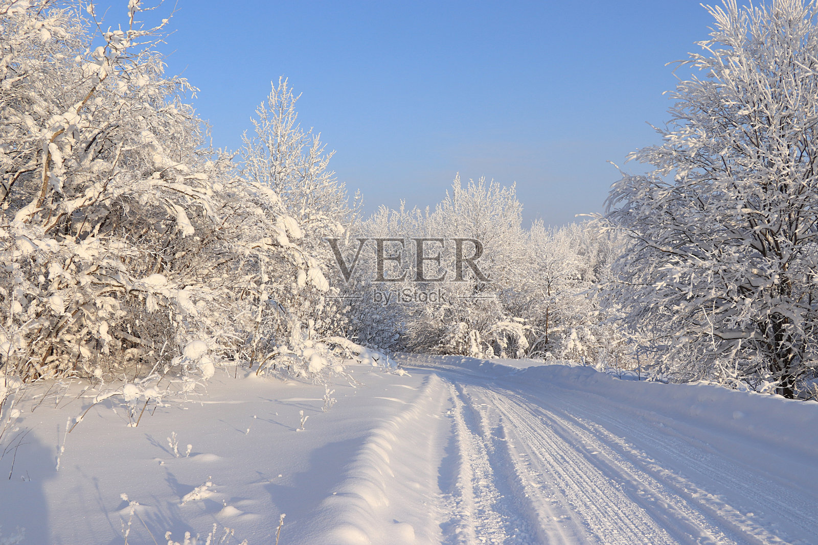 一场雪过后，树枝被雪覆盖着，在阳光下闪闪发光。照片摄影图片