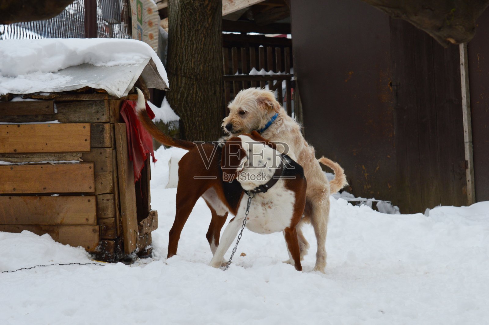 两只狗在雪中玩耍照片摄影图片