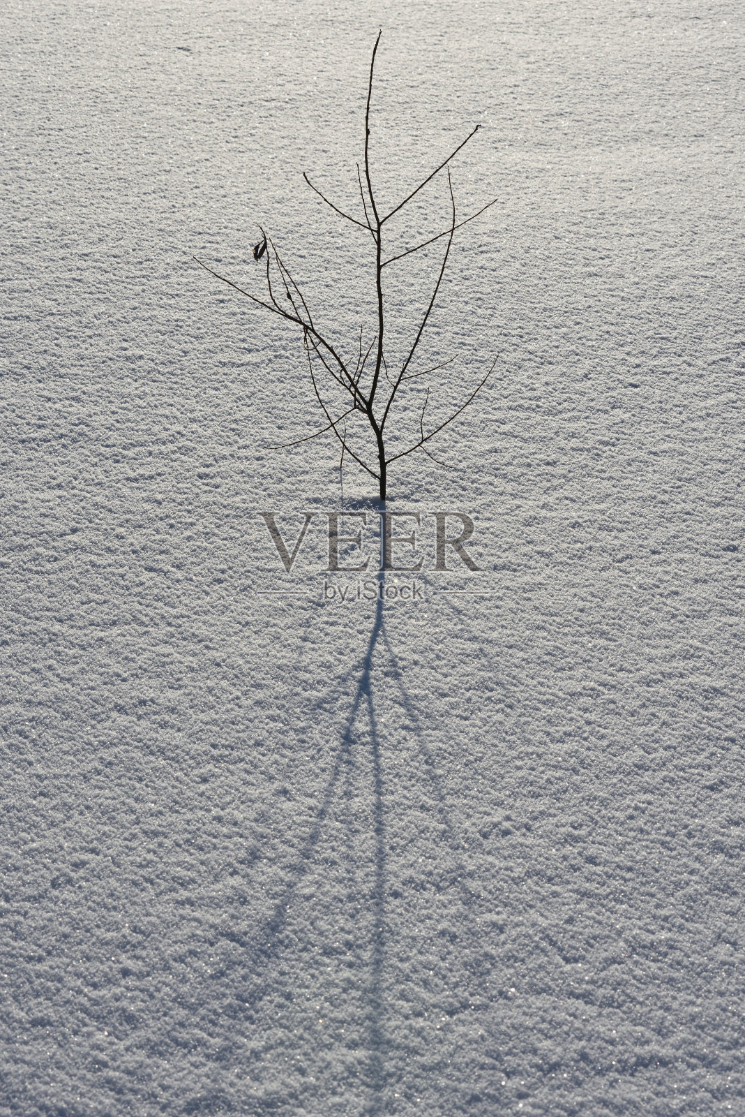 冷淡的阳光明媚的一天。照片摄影图片