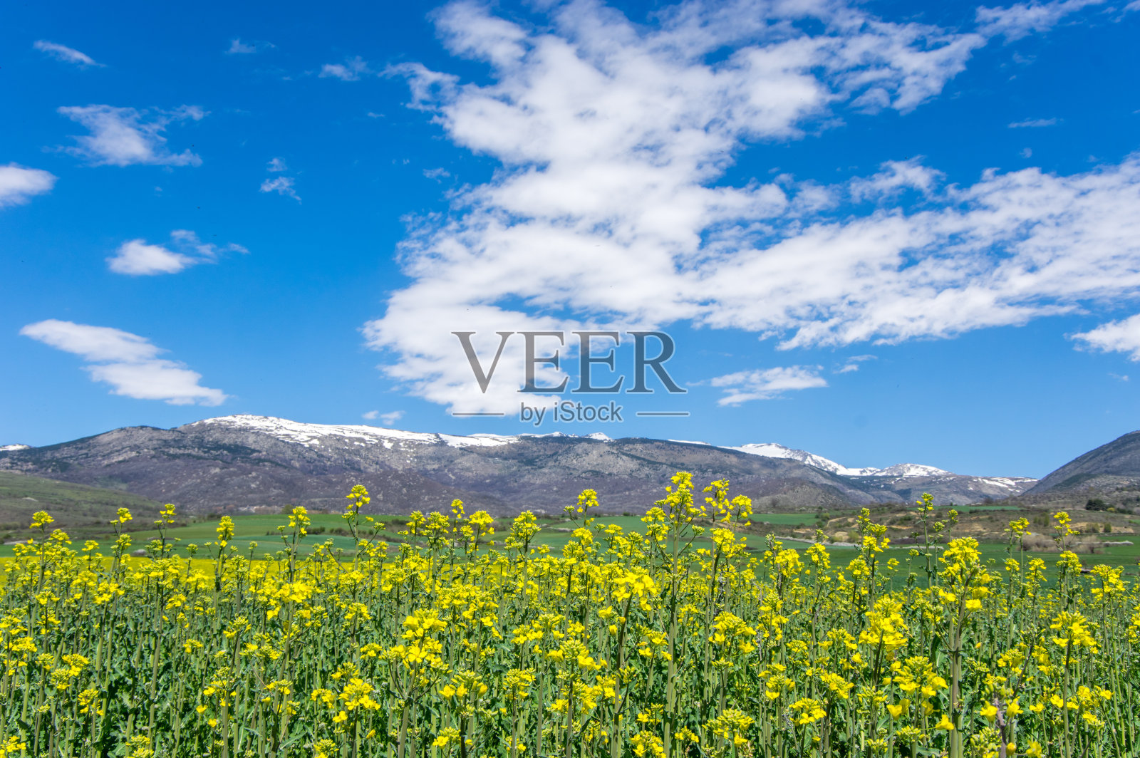 亮黄色油菜田照片摄影图片