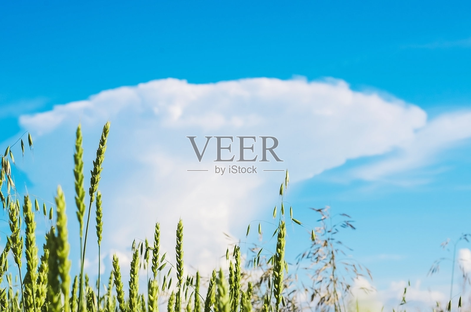 夏天，蓝天下的麦穗照片摄影图片