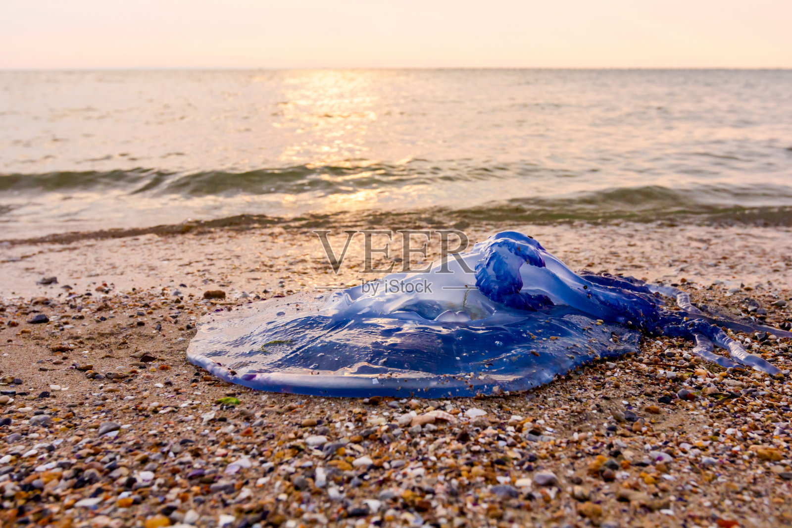 沙滩上的小死鱼就在塑料袋旁边照片摄影图片