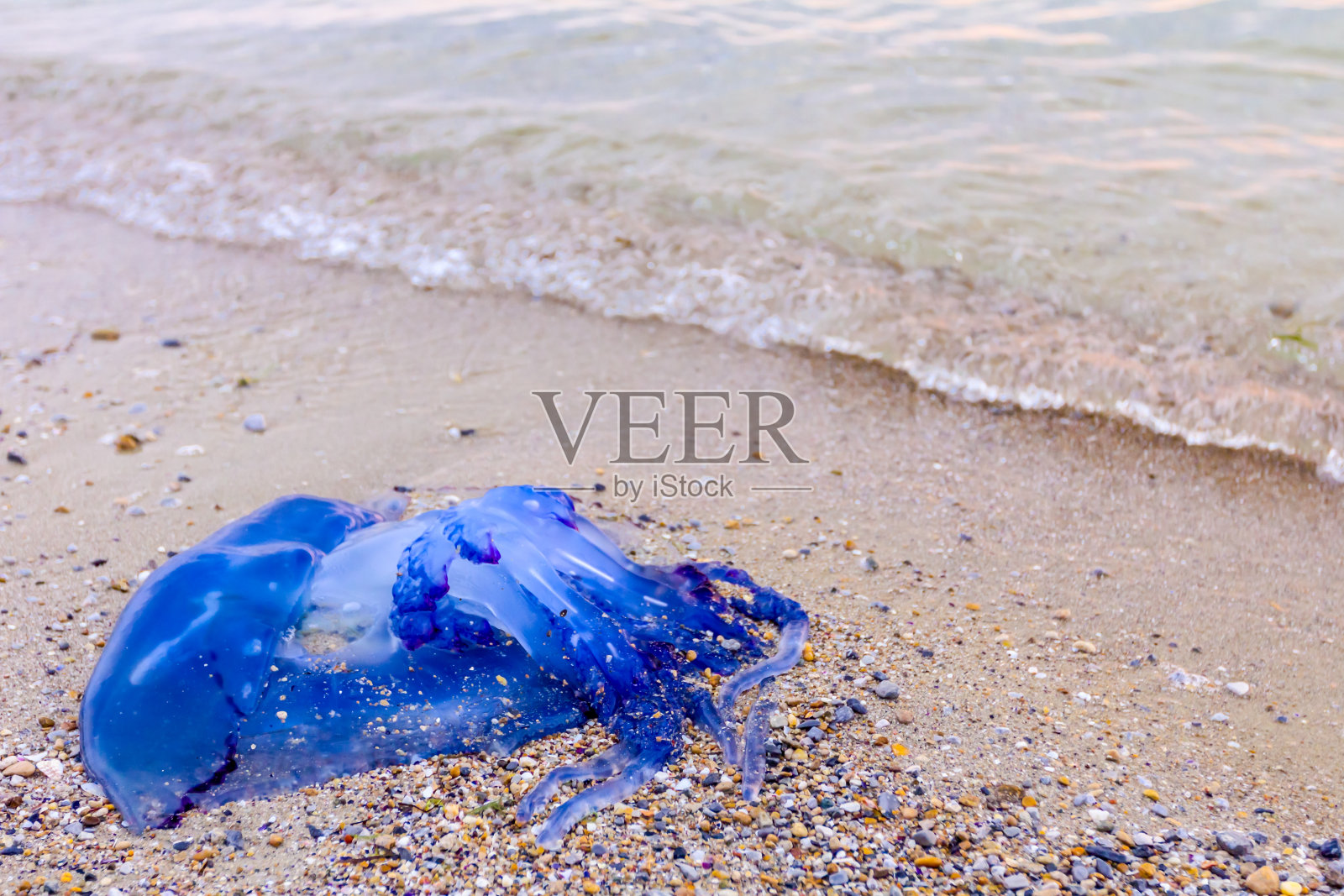 沙滩上的小死鱼就在塑料袋旁边照片摄影图片