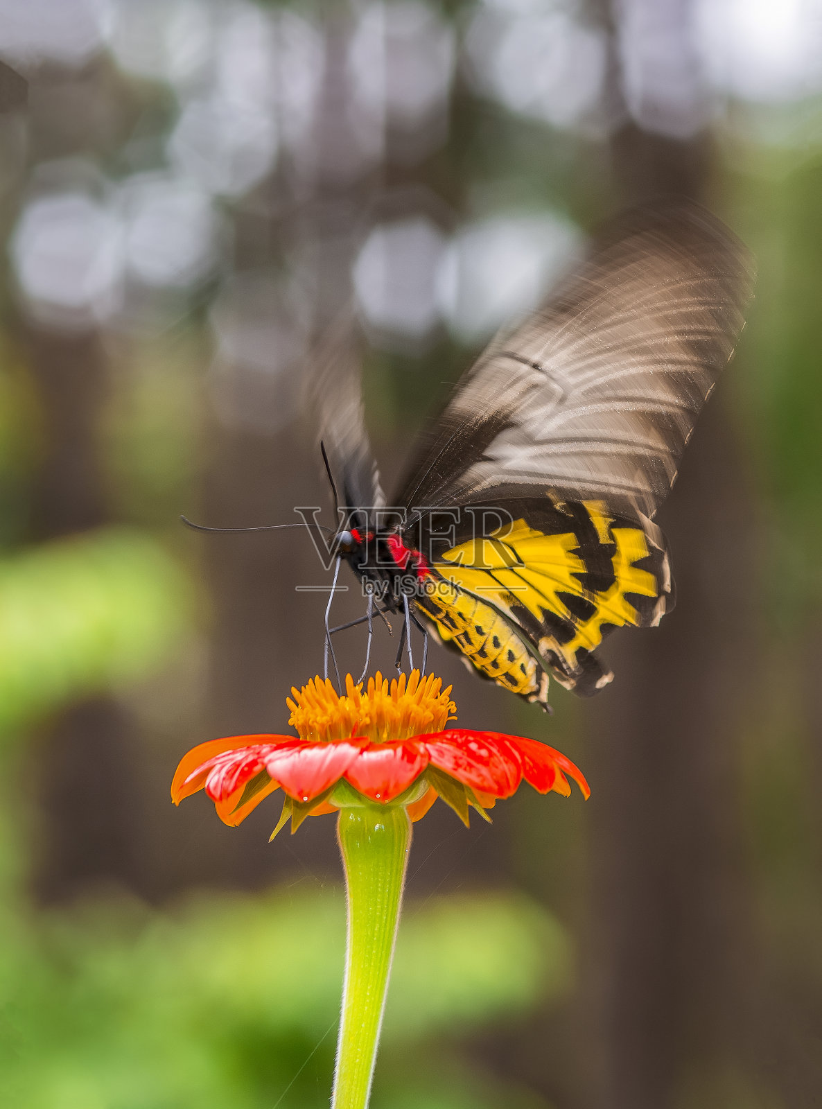 蝴蝶在早晨从花中吮吸食物照片摄影图片