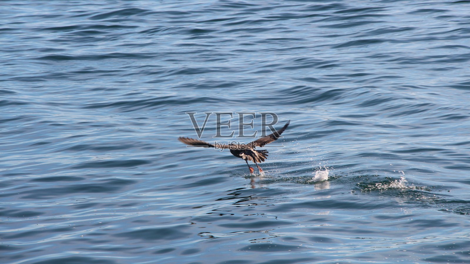 远洋鸬鹚(Phalacrocorax pelagicus)，也被称为贝尔德的鸬鹚，从水中起飞。照片摄影图片