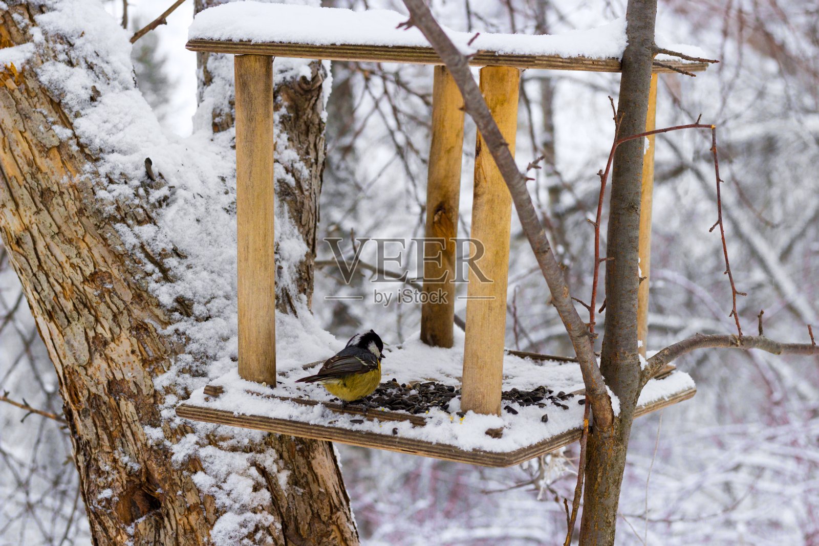雪域森林中的大山雀照片摄影图片
