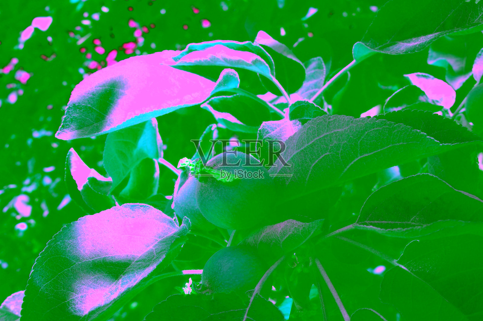 绿色的子房的苹果水果上的一个分支近距离照片摄影图片