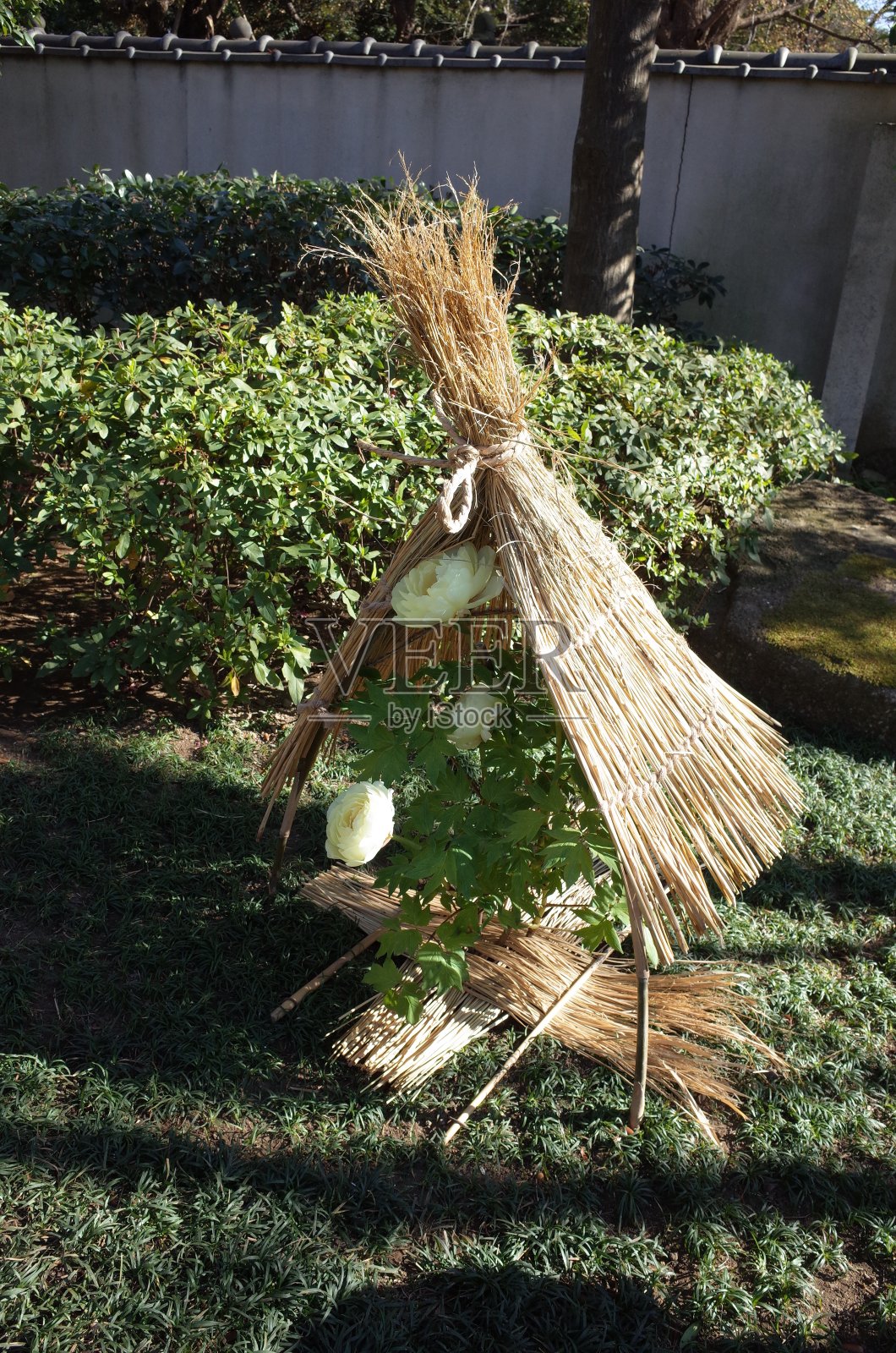 冬牡丹-淡黄色照片摄影图片