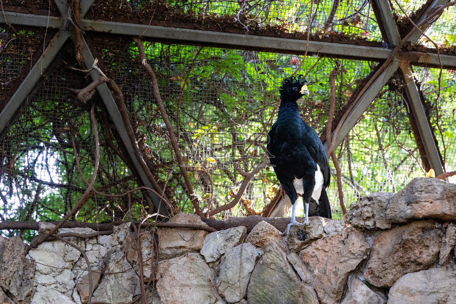 黑鸟站在一个鸟舍的岩壁顶部照片摄影图片