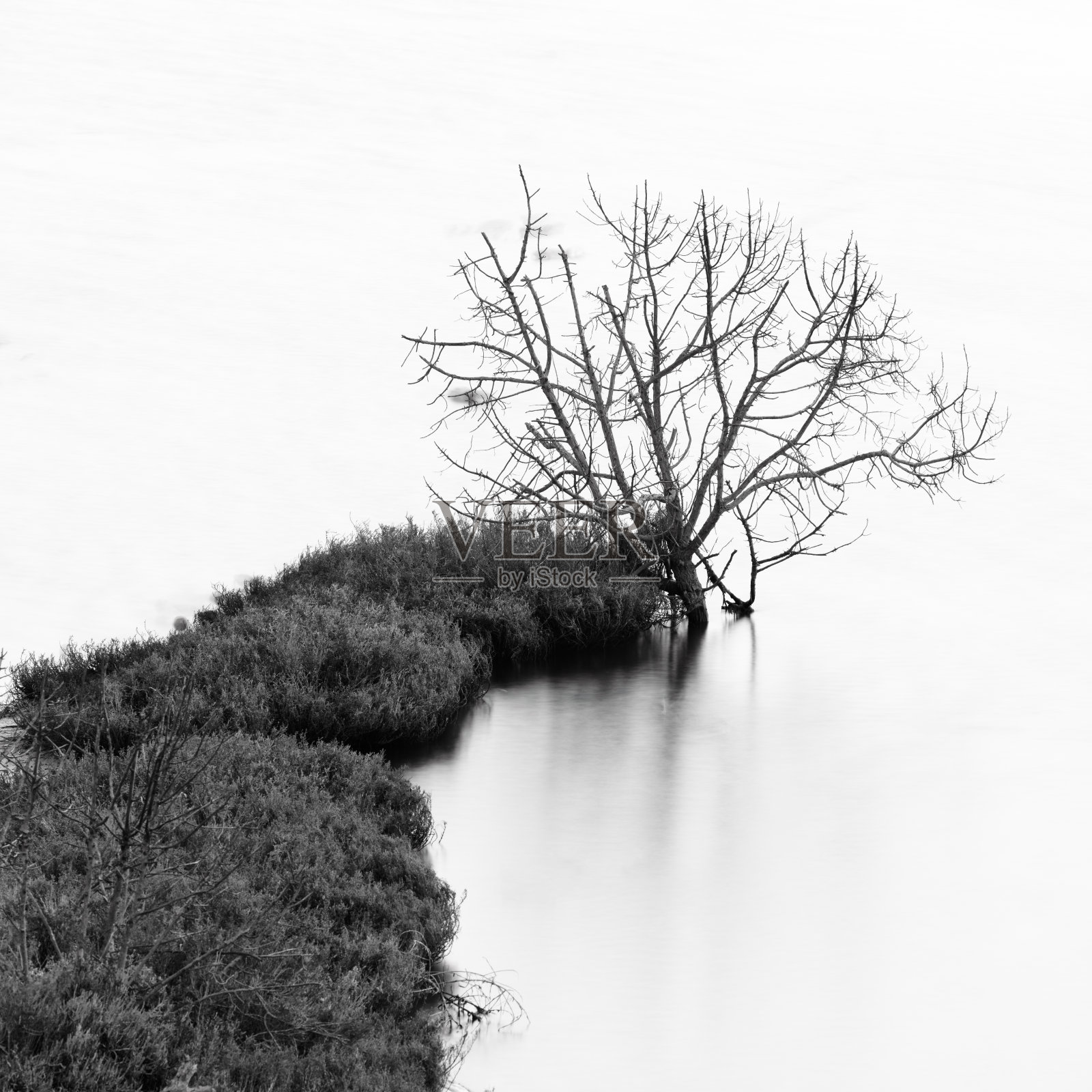 池塘中的枯树照片摄影图片