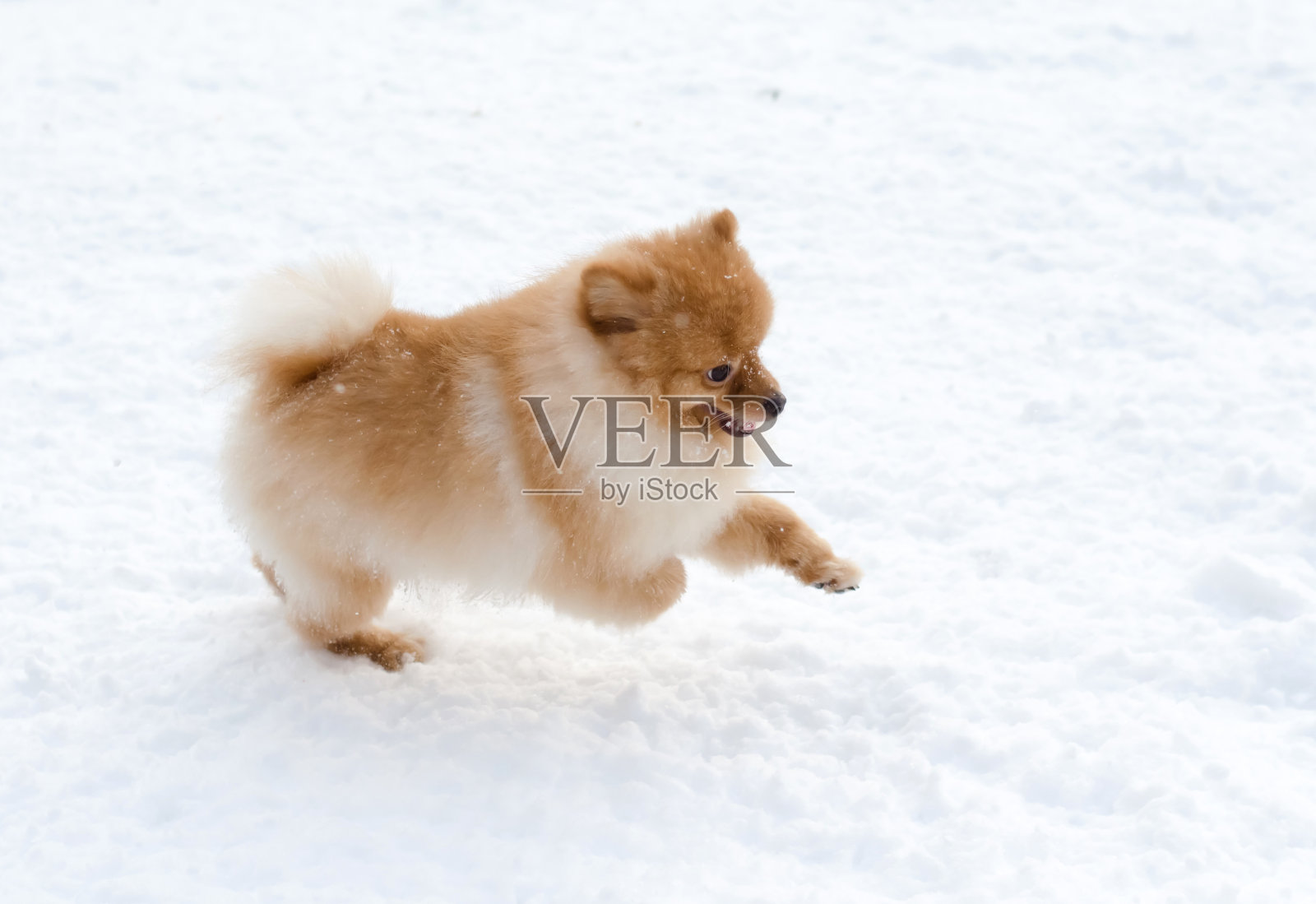 冬天在公园里散步的有趣的小红色博美犬照片摄影图片