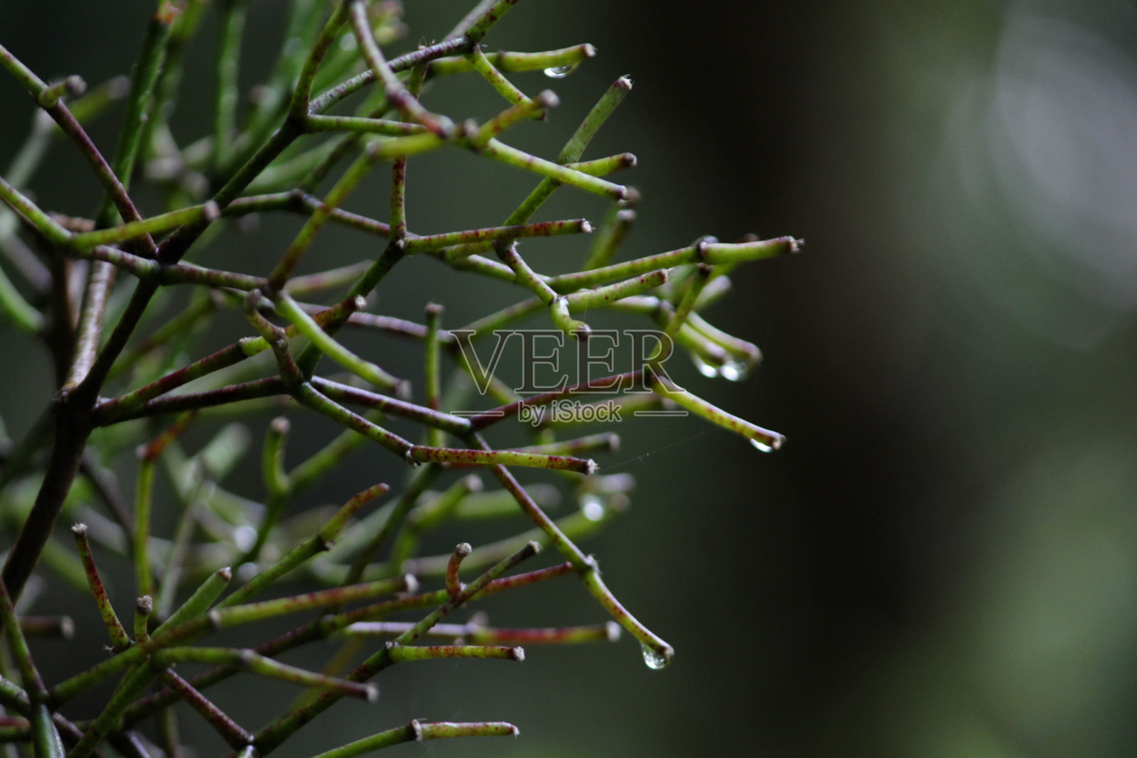 带水滴的植物细枝照片摄影图片