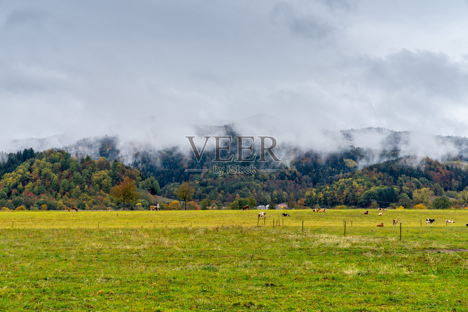 牛人在绿油油的牧场和令人惊叹的森林背后的自然景观照片摄影图片