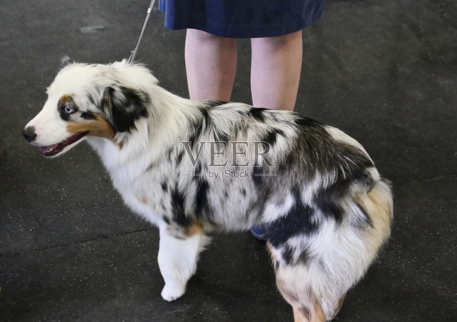 澳大利亚牧羊犬照片摄影图片