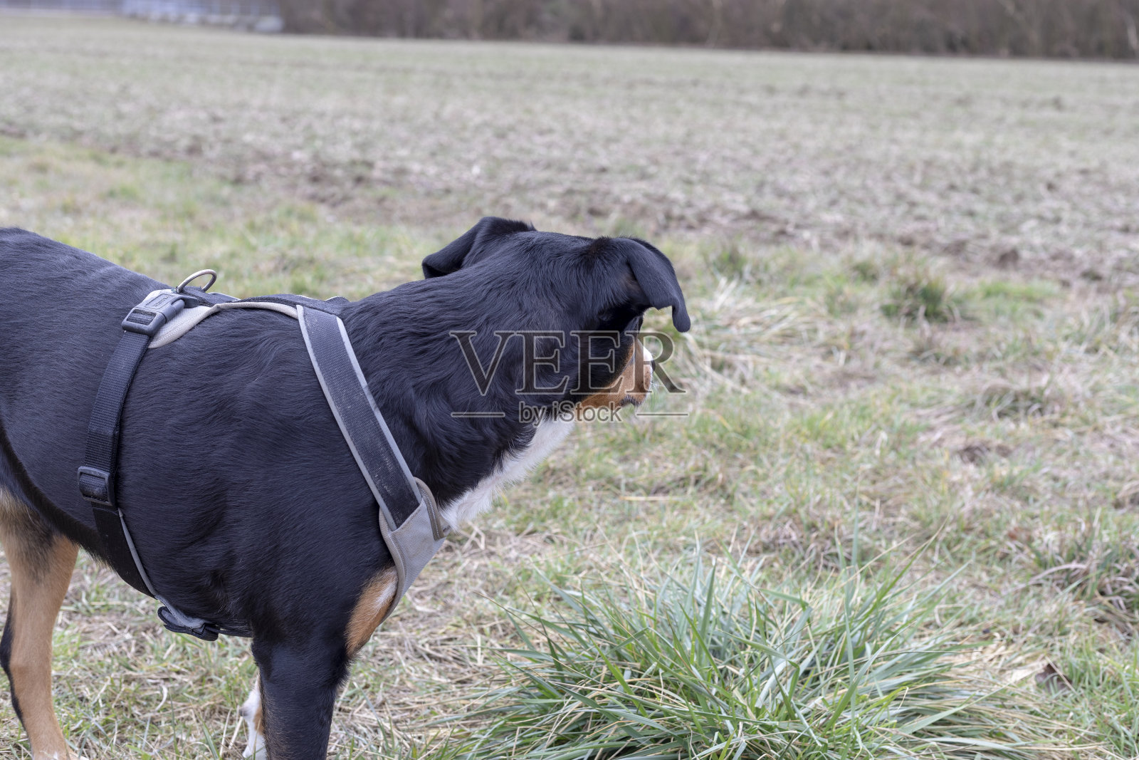 《自然》中的阿彭策勒·森嫩猎犬肖像照片摄影图片
