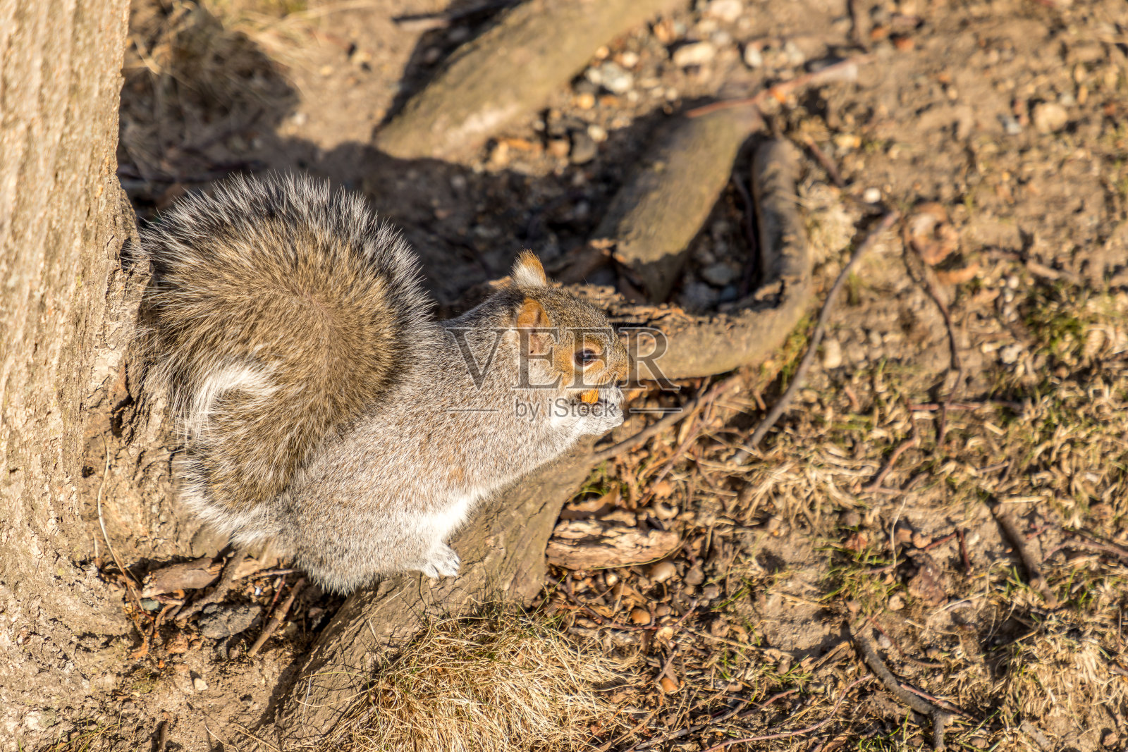 东部灰松鼠(Sciurus Carolinensis)正在吃波士顿普通照片摄影图片