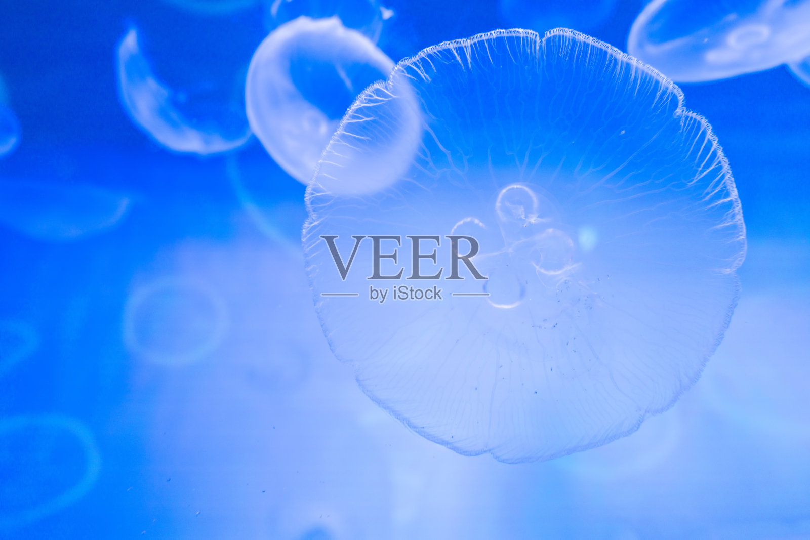 带蓝色背光的小水母。照片摄影图片