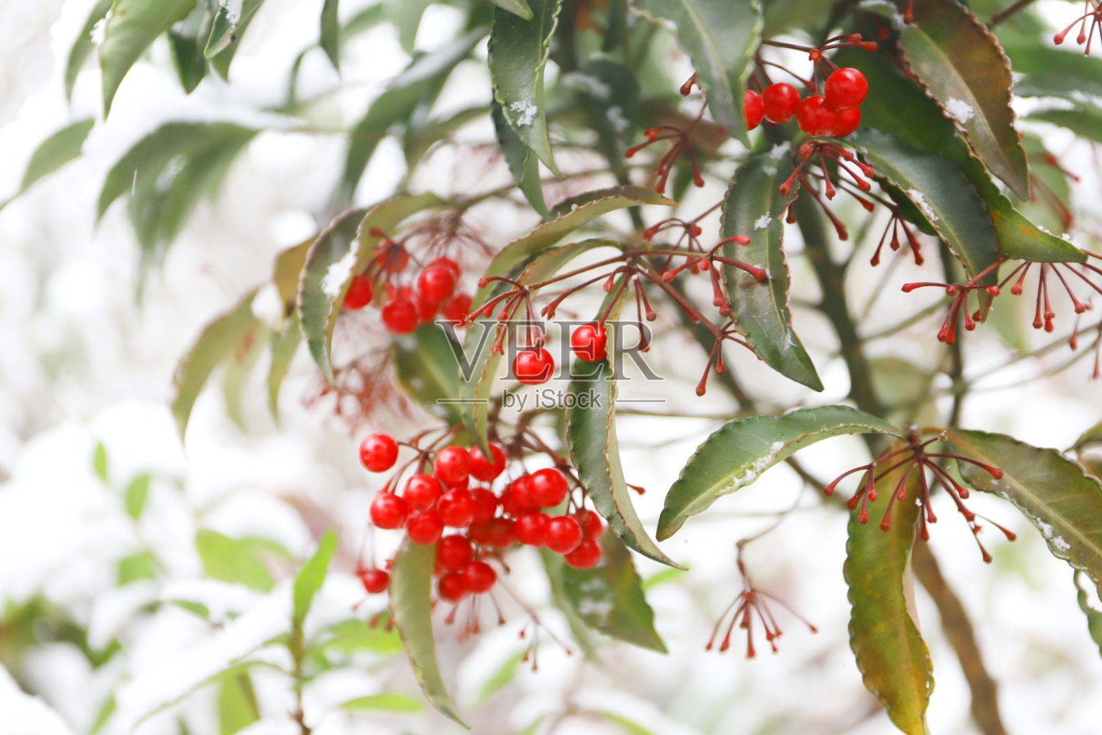 雪景在花园里的树上照片摄影图片