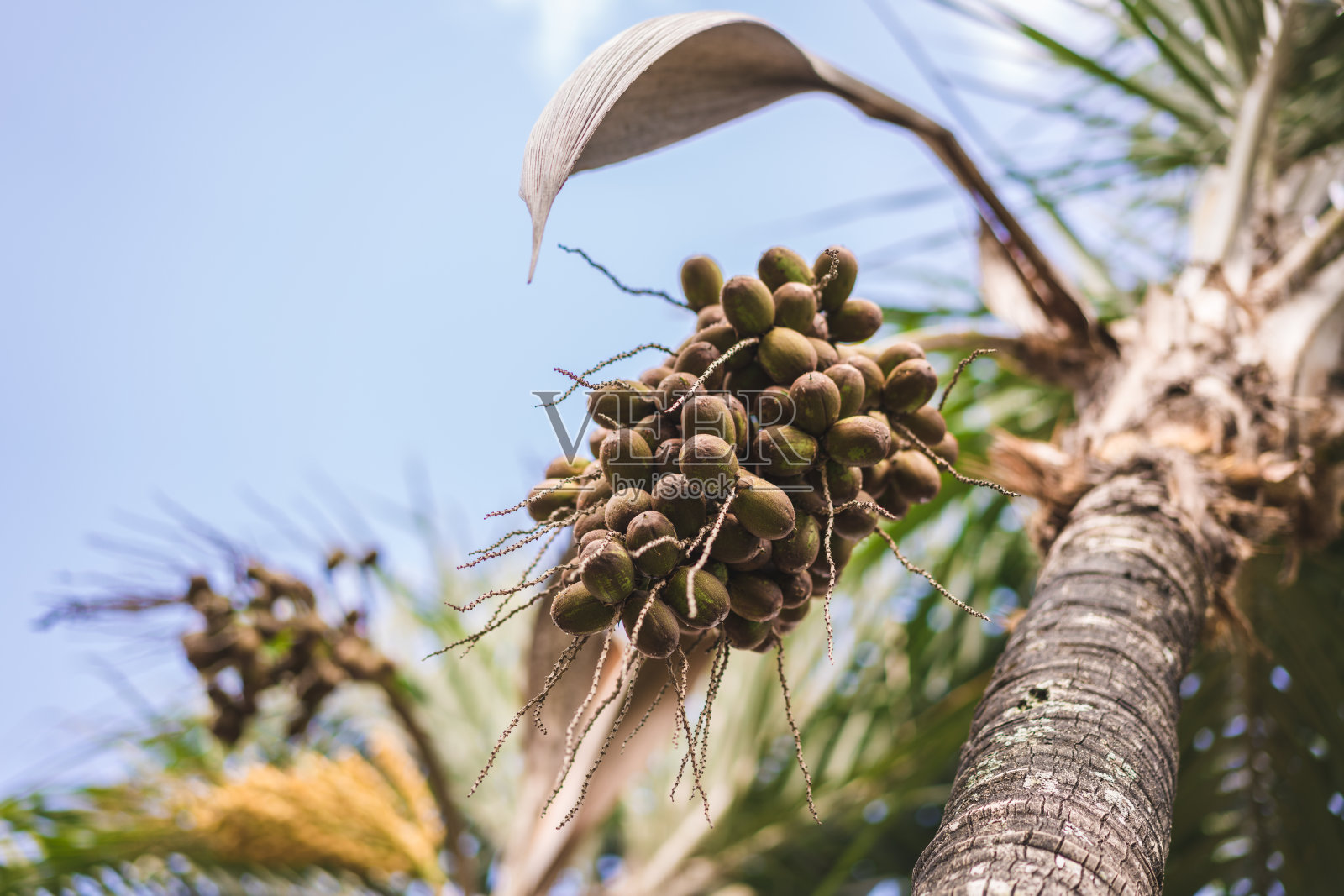 树干照片摄影图片