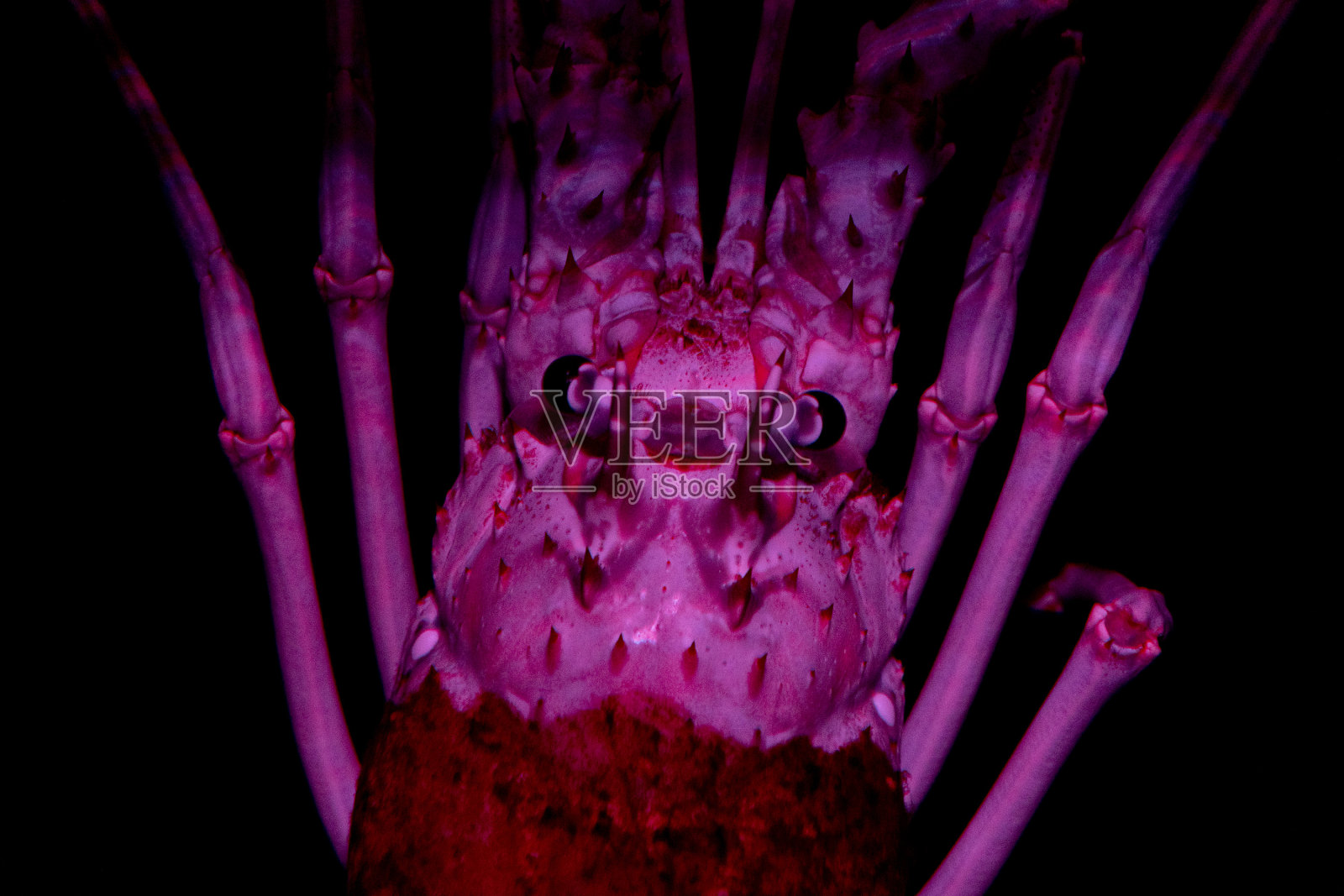 粉色龙虾孤立在黑色外星人电影看起来很像照片摄影图片