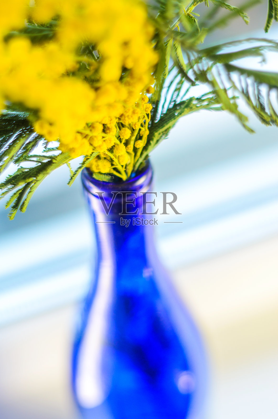 蓝色玻璃瓶中的含羞草花束照片摄影图片