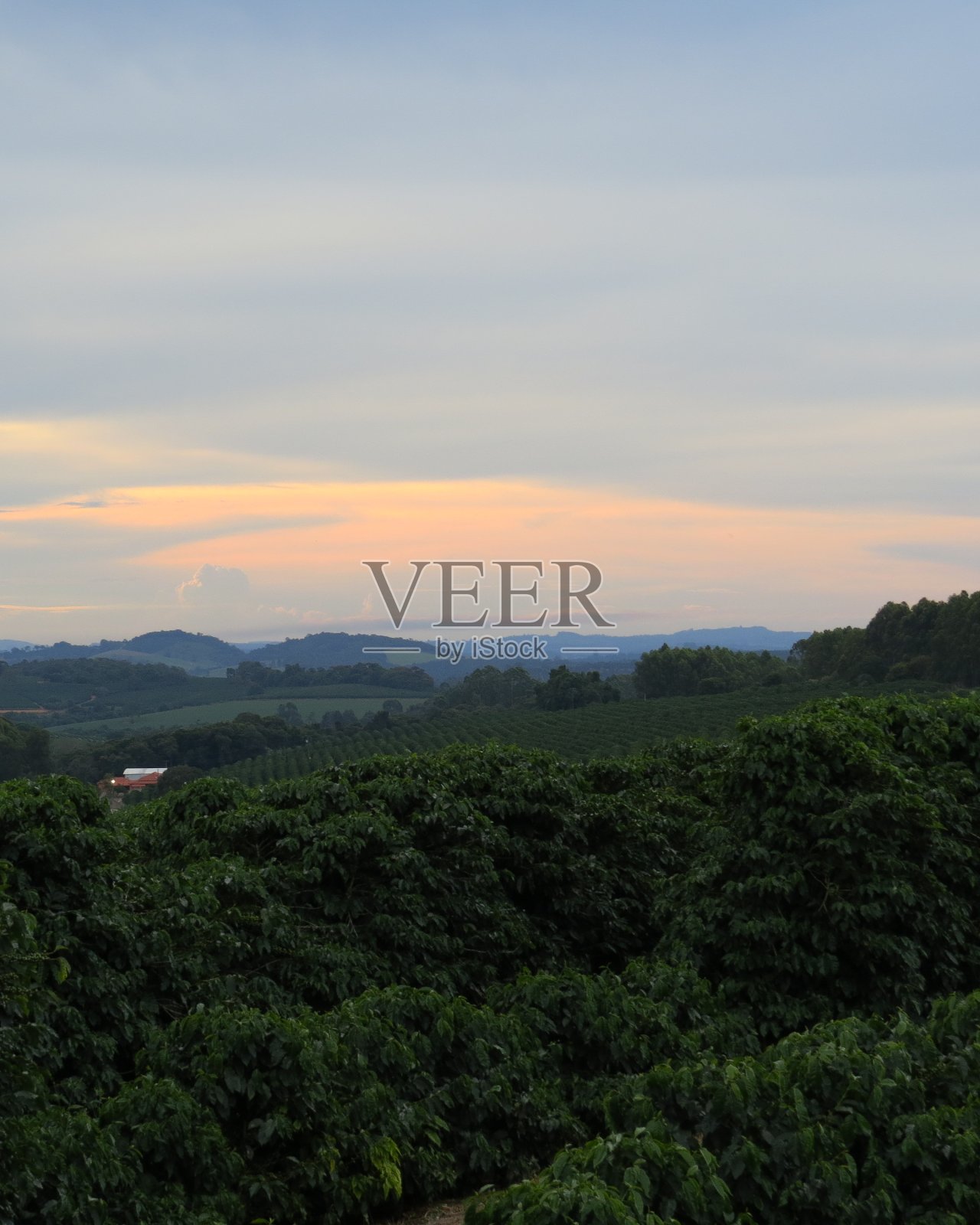 咖啡种植园照片摄影图片