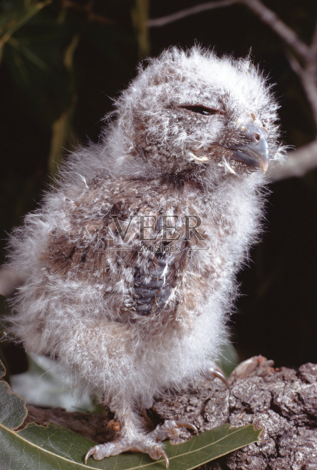 东方猫头鹰宝宝(Megascops Asio)照片摄影图片