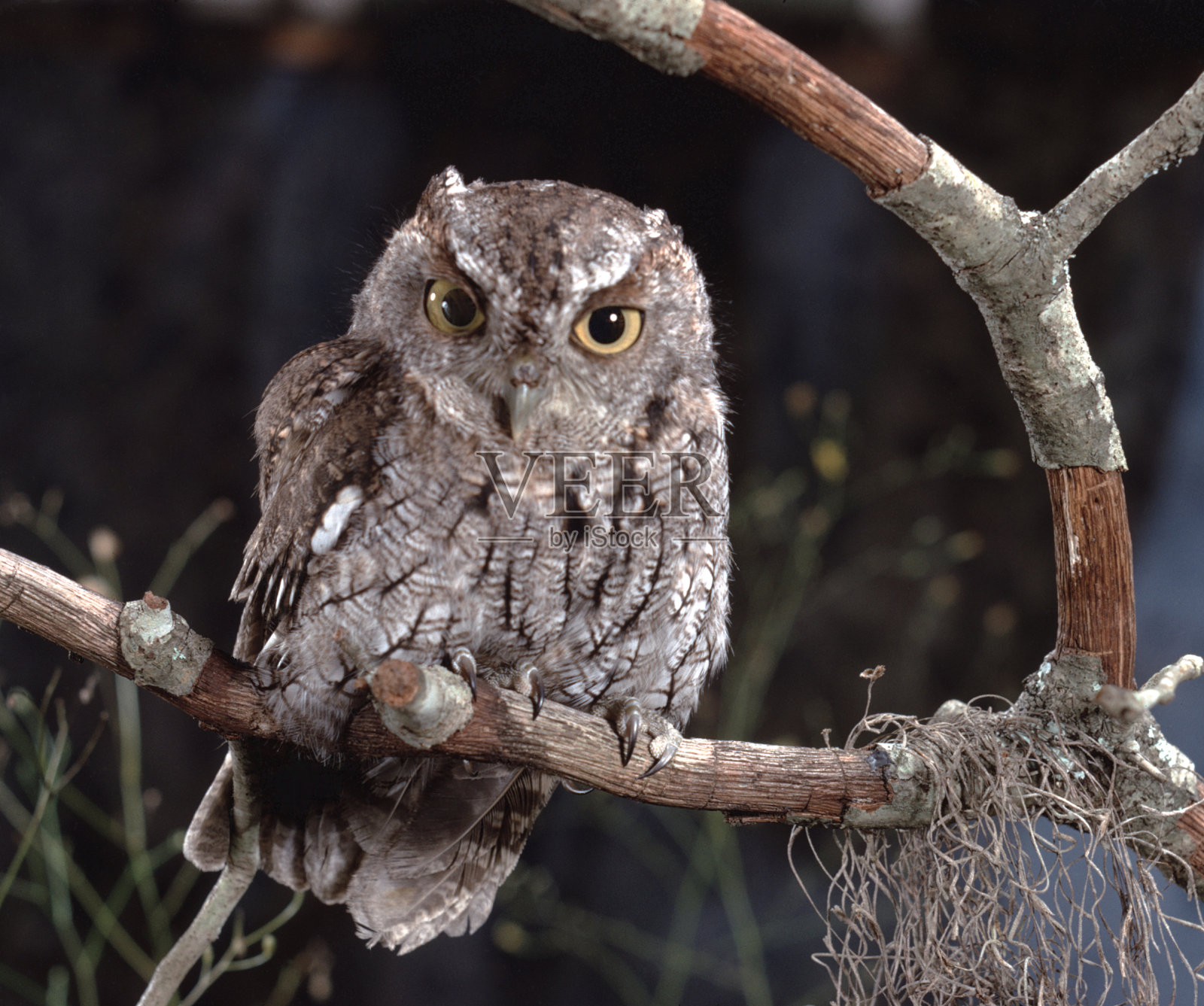 东方长尾猫头鹰(Megascops Asio)照片摄影图片