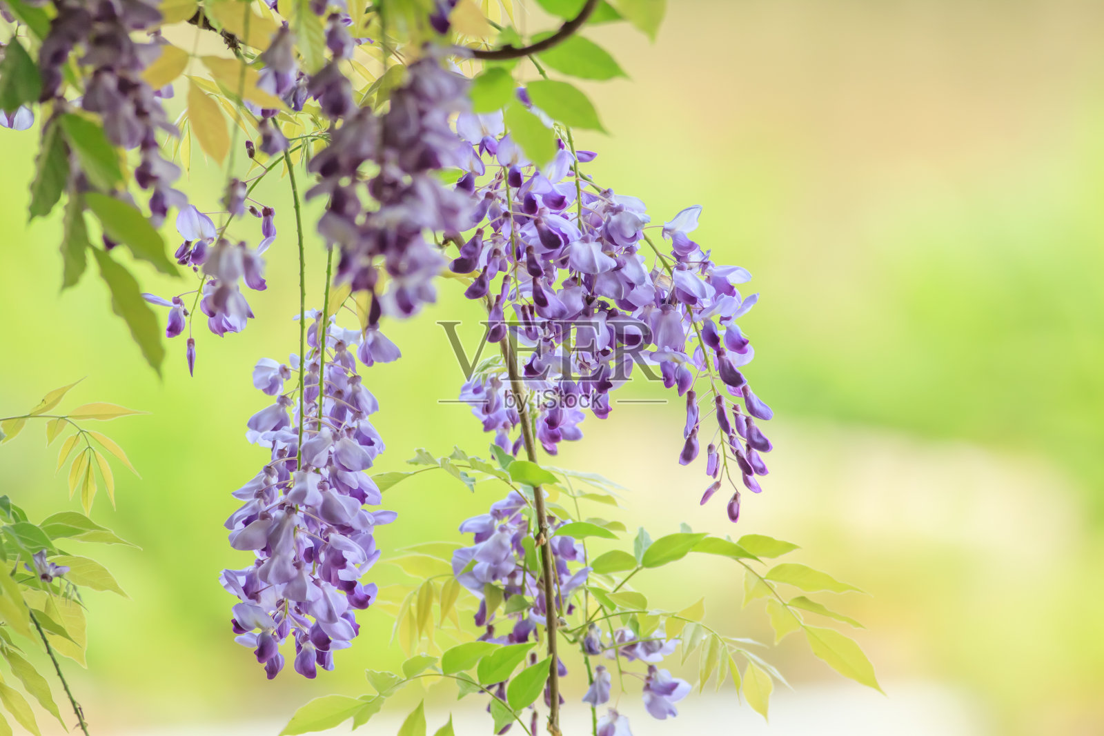 紫藤照片摄影图片