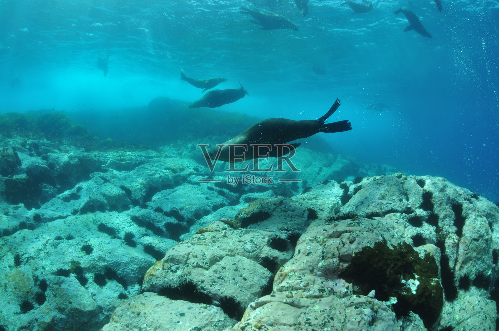 澳大利亚海狗，蒙塔古岛，纳鲁玛，澳大利亚新南威尔士州照片摄影图片