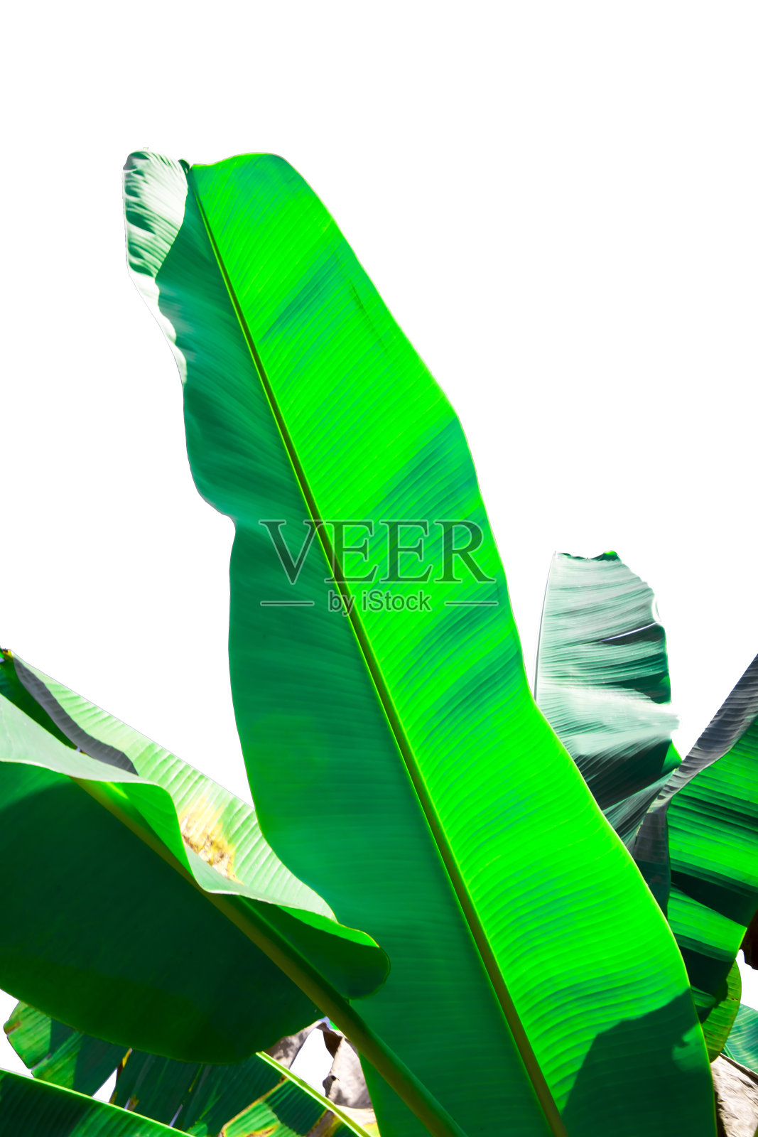 香蕉的叶子照片摄影图片