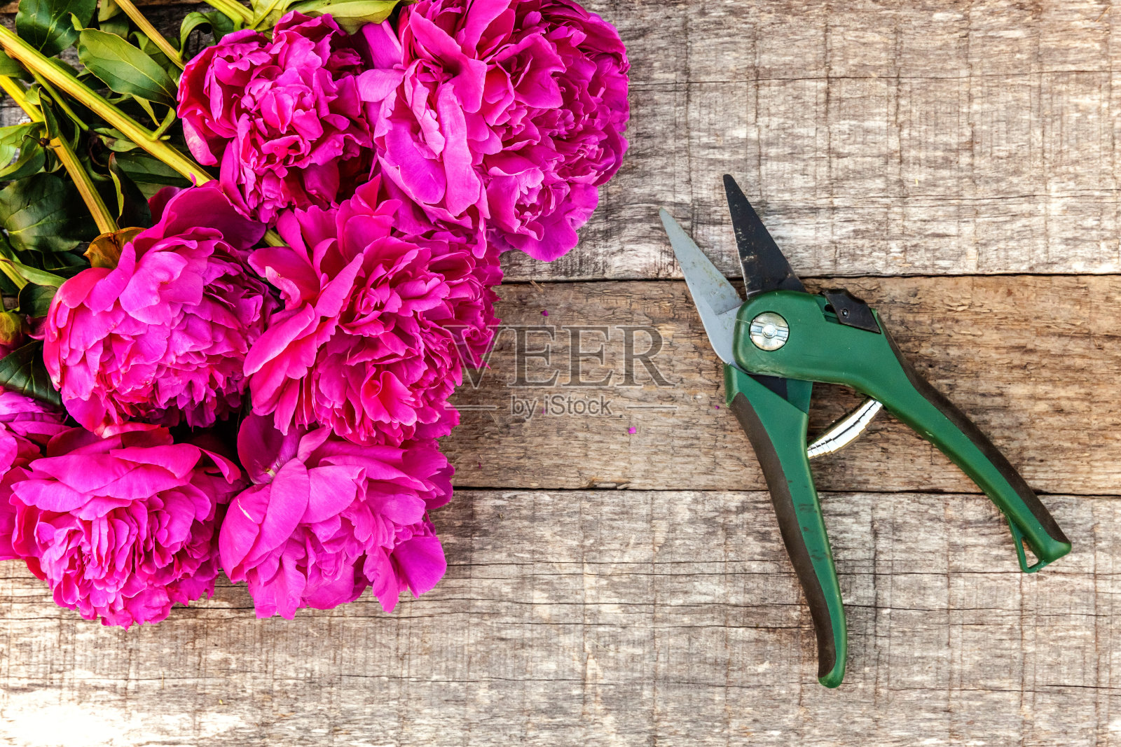 鲜红的牡丹花束和花园修剪工具在木制背景上照片摄影图片
