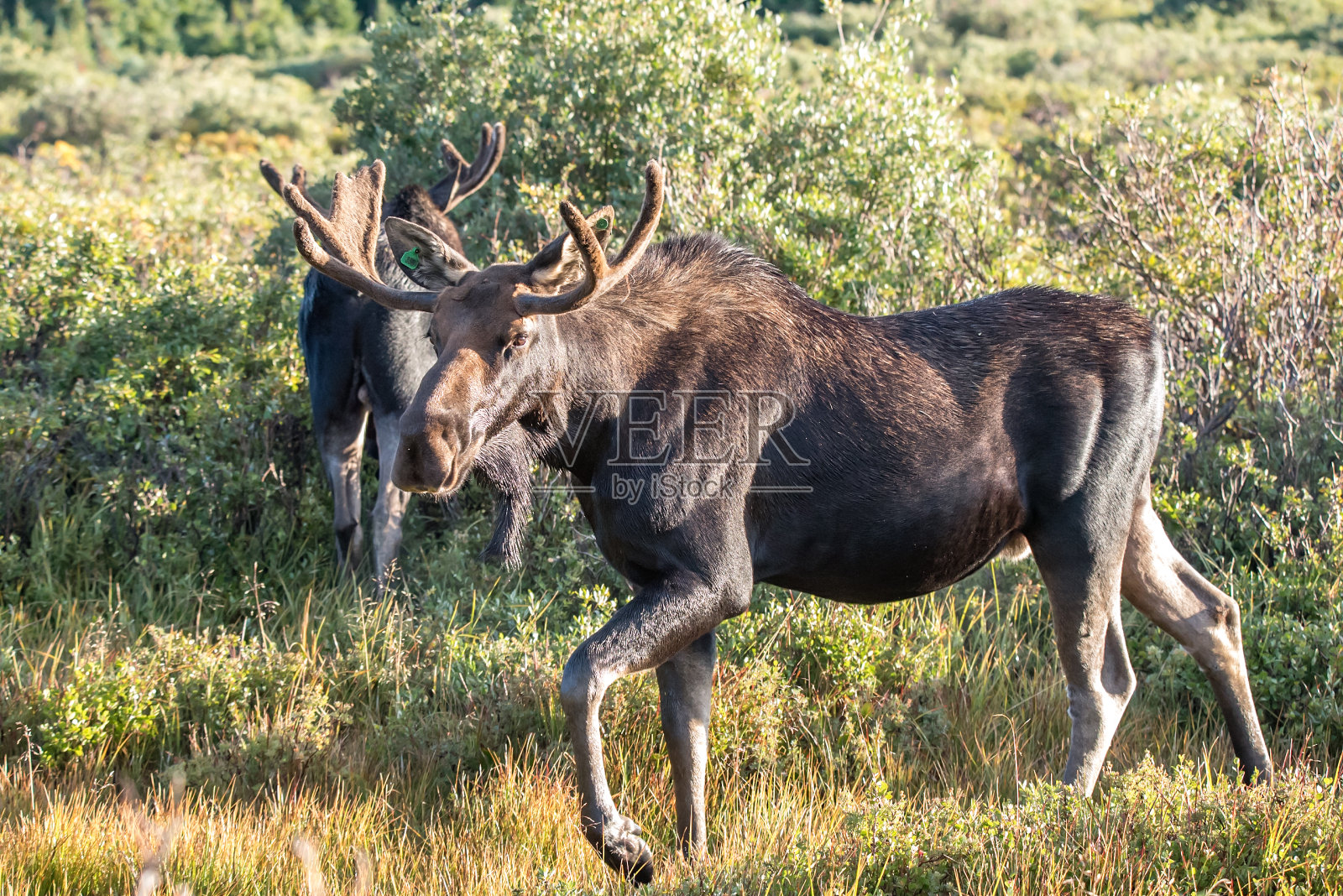 公麋照片摄影图片