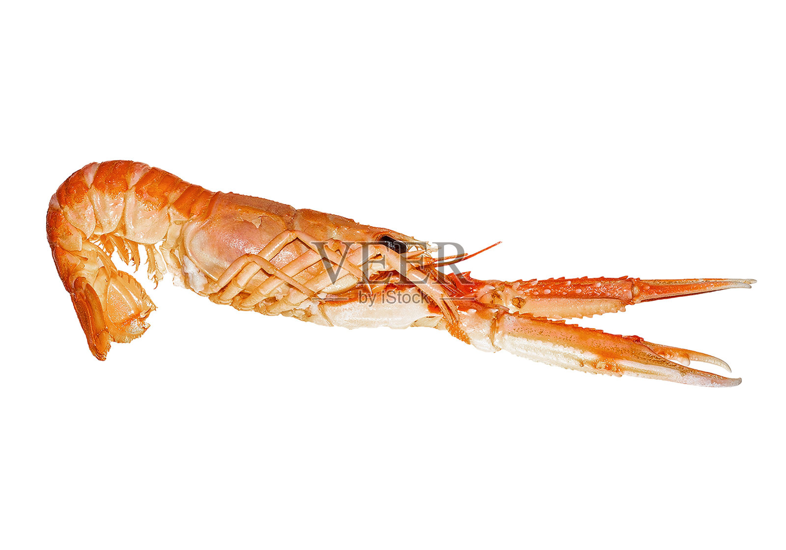 挪威龙虾孤立在白色背景照片摄影图片